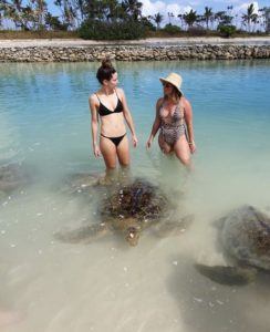 Vanuatu turtles