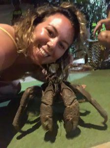 Coconut crab Vanuatu
